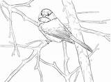Chickadee Coloring Songbird Capped Pages Drawing Printable Crafts Supercoloring Line Diy Color Bird Drawings Super Birds Kids Categories sketch template