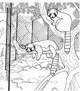 Coloring Raccoon Pages Tree Raccoons Hanging Racoons Animals Wildlife Zoo Kleine Pandas sketch template