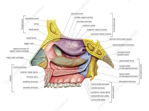 nasal cavity illustration stock image  science photo library