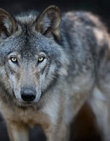Afbeeldingsresultaten voor Wolf. Grootte: 157 x 200. Bron: www.scmp.com