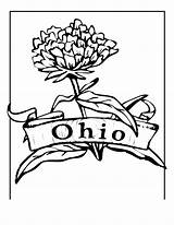 Ohio State Coloring Pages Buckeyes Buckeye Outline Brutus Template Clipartmag Popular sketch template