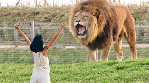 girl reunites  pet lion   years youtube