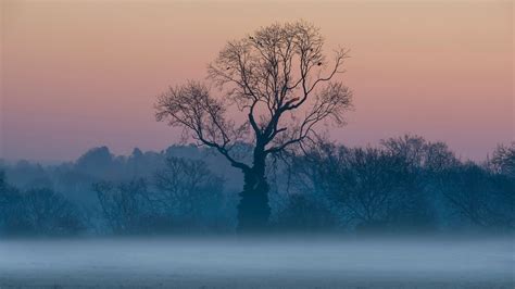 leafless trees in the mist at sunrise surrey bing gallery
