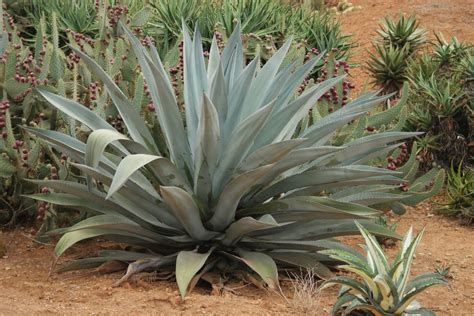 propriedades medicinais  beneficios  agave   saude