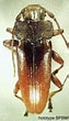 Image result for "pomatoschistus Knerii". Size: 63 x 110. Source: www.papua-insects.nl