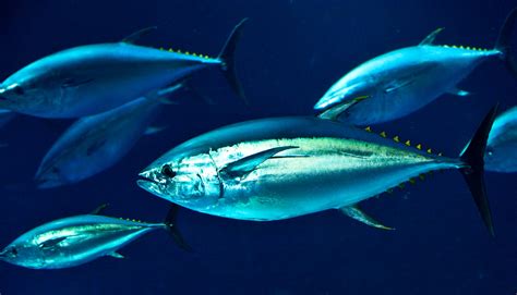hot bodies reveal  pacific bluefin tuna eat futurity