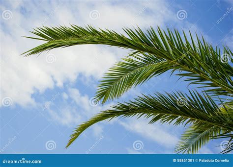 palm tree branches stock image image  lines linear