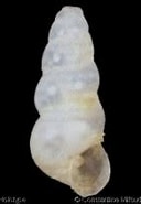 Afbeeldingsresultaten voor CIMIDAE Anatomie. Grootte: 126 x 178. Bron: www.gastropods.com