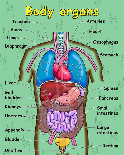 human body organ diagram labeled printable diagram human body vocabulary human body organs