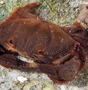 Afbeeldingsresultaten voor "etisus Dentatus". Grootte: 181 x 185. Bron: underwaterkwaj.com