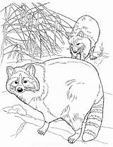 Raccoon Coloring Pages Printable Color Realistic Baby Drawing Raccoons Adult Clipart Cartoon Printablee Print Kids Animal Via Family Library Getdrawings sketch template