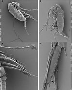 Afbeeldingsresultaten voor "Ctenocalanus Heronae". Grootte: 149 x 185. Bron: www.frontiersin.org