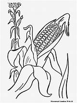 Jagung Mewarnai Harvest Mewarnaigambar Populer Diwarnai Coloringhome sketch template