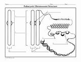 Chromosome Structure Diagram Coloring Lau Followers sketch template