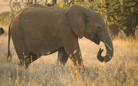 promise  elephants  nature conservancy