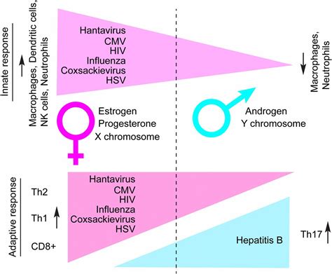 Sex Drives Dimorphic Immune Responses To Viral Infections