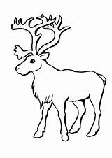 Wapiti Reindeer Caribou Colouring sketch template