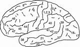 Brodmann Brain Hemisphere Overlaid Neurologist sketch template