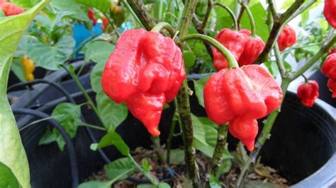 Trinidad Scorpion “butch T” Guide Heat Flavor Uses Pepperscale