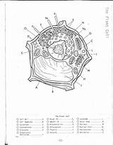 Cell Coloring Getdrawings sketch template