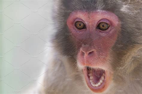 funny monkey high quality animal stock  creative market