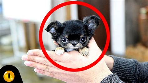 top  smallest dog breeds youtube
