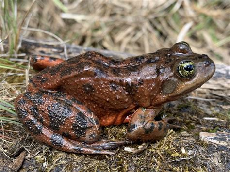 lawsuit launched  protect oregon spotted frogs  upper deschutes