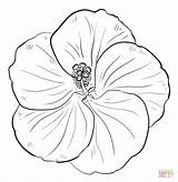 Hawaienne Fleurs Hawaiennes Concernant Greatestcoloringbook sketch template