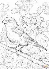 Coloring Bird Finch Hampshire State Pages Purple Drawing Printable Birds Finches Supercoloring Categories sketch template