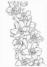 Watercolor Coloring Pages Delphinium Jamaica Drawing Flower Water Set Color Flowers Swiss Book Honduras Adults Printable Tattoo Getcolorings Polina Choose sketch template