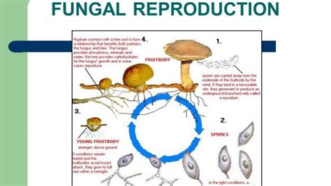 Reproduction In Fungi Asexual And Sexual Methods Online