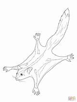 Sugar Glider Coloring Pages Possum Printable Color Template Drawings Colouring Drawing Line Print Animals Gliders Realistic Choose Getcolorings Board Animal sketch template