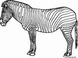 Zebra Coloriage Zebre Imprimer Coloring4free Malvorlage Imprimé Fois sketch template