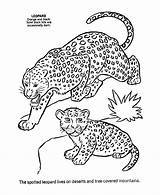 Malvorlage Gepard Felinos Malvorlagen Drucken Leoparden Leopardo Leopards Tiere Onças Geparden Lion Honkingdonkey sketch template