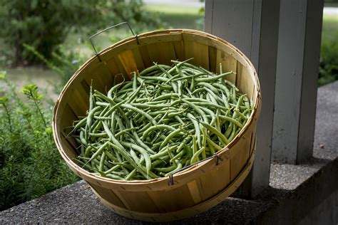 grow green beans   container