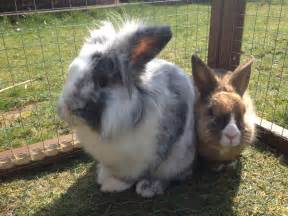 watson and molly rehomed reading rabbit rescue