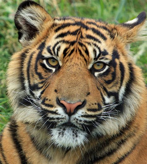 tiger cub portrait  stock photo public domain pictures