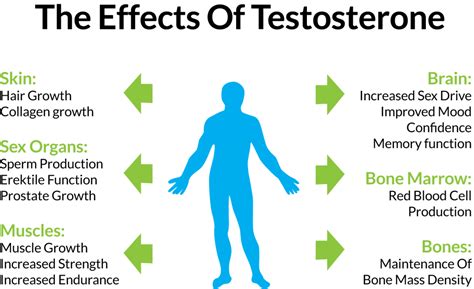 Top Interesting Facts About Testosterone