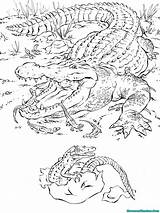 Alligator Crocodile Krokodil Mewarnai Prairie Ausmalen Malvorlagen Rampage Realisticcoloringpages Reptilien Colouring Peachey Zeichnen Bestofcoloring Krokodile sketch template