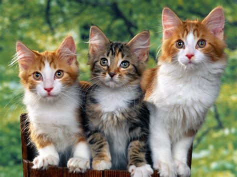cute kittens kittens wallpaper  fanpop