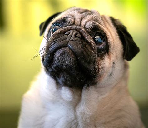 scientists  puppy dog eyes study explain evolution  cuteness