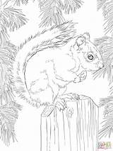 Coloring Squirrel Red Pages Book Animal Choose Board Printable Adult sketch template