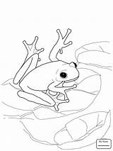 Frog Coloring Coqui Pages Tree Green Frogs Drawing Red Bullfrog Eyed American Adults Dart Poison Puerto Rico Printable Color Drawings sketch template