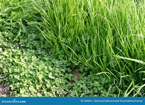 green grass  clover leaves stock photo image  lawn green