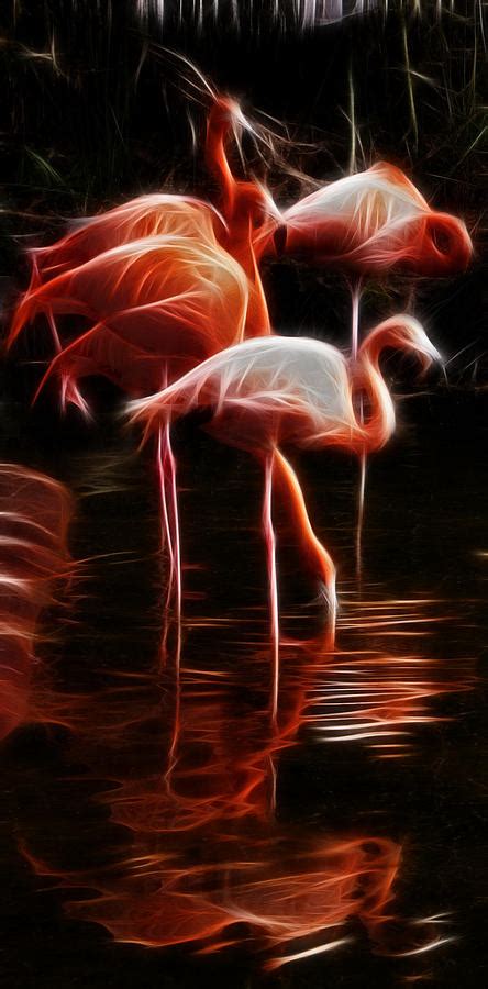 fire flamingos photograph  weston westmoreland fine art america