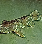Afbeeldingsresultaten voor "sutorectus Tentaculatus". Grootte: 176 x 185. Bron: fishesofaustralia.net.au