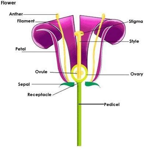 diagram   parts   flower hunker