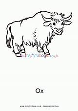 Ox Colouring Outline Activityvillage Oxen Designlooter sketch template