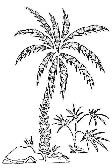 palm tree nature  printable coloring pages