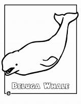 Beluga Whale Coloring Pages Endangered Whales Color Animals Kids Printable Drawing Animal Sheet Print Colouring Animalstown Cliparts Ocean Drawings Printer sketch template